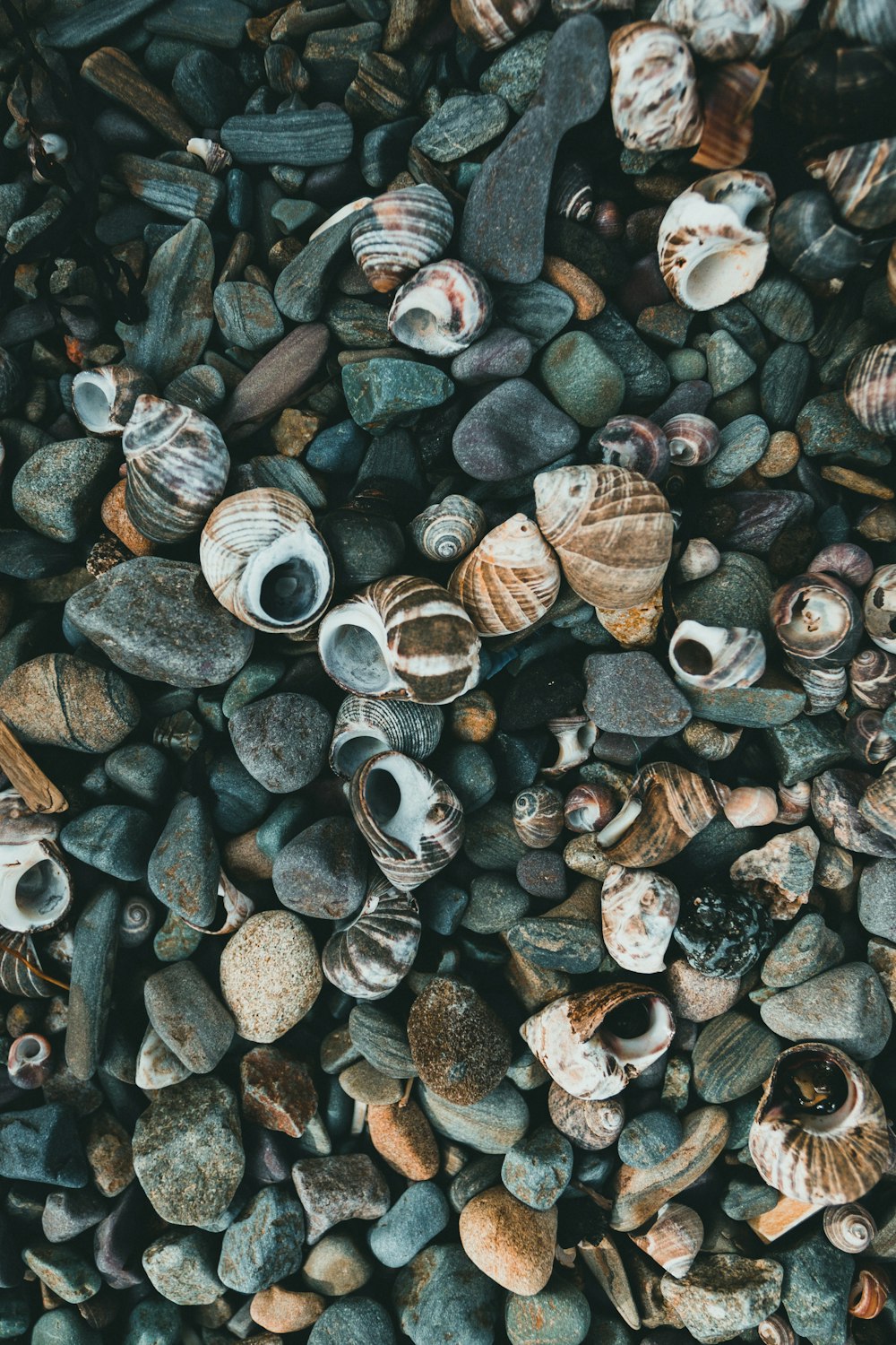 a bunch of shells that are on some rocks