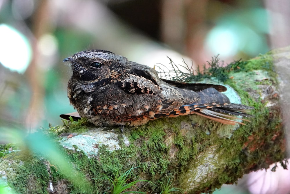 a bird that is sitting on a tree branch