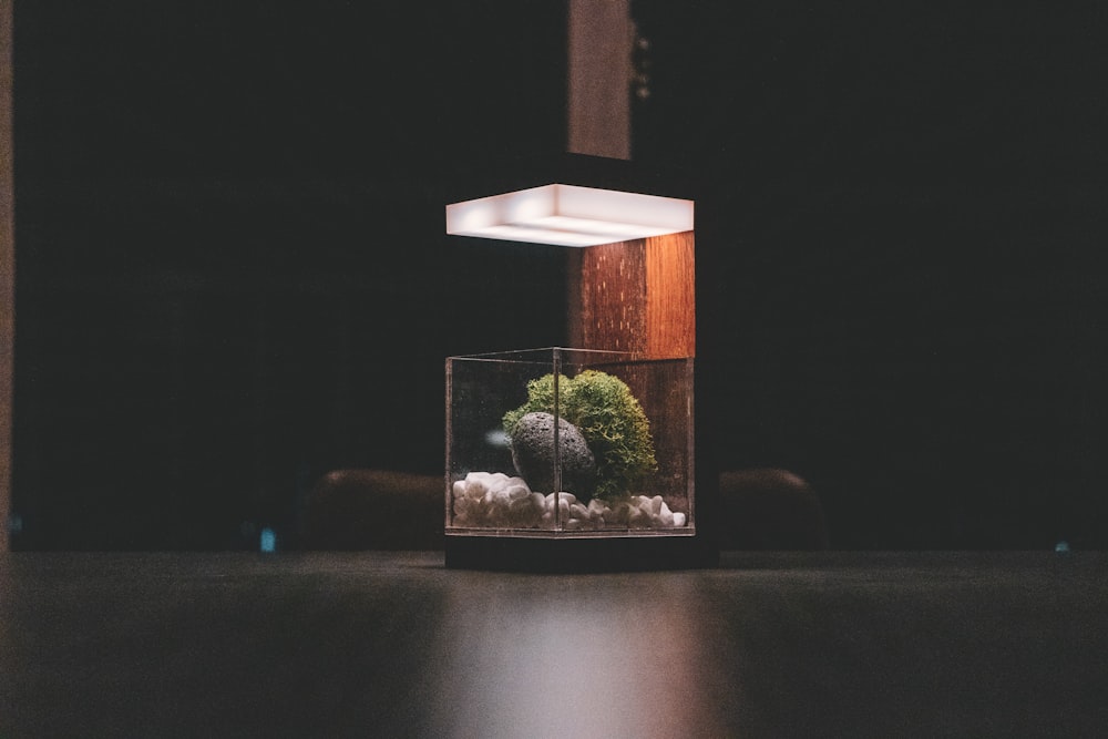 a glass box with a plant inside of it