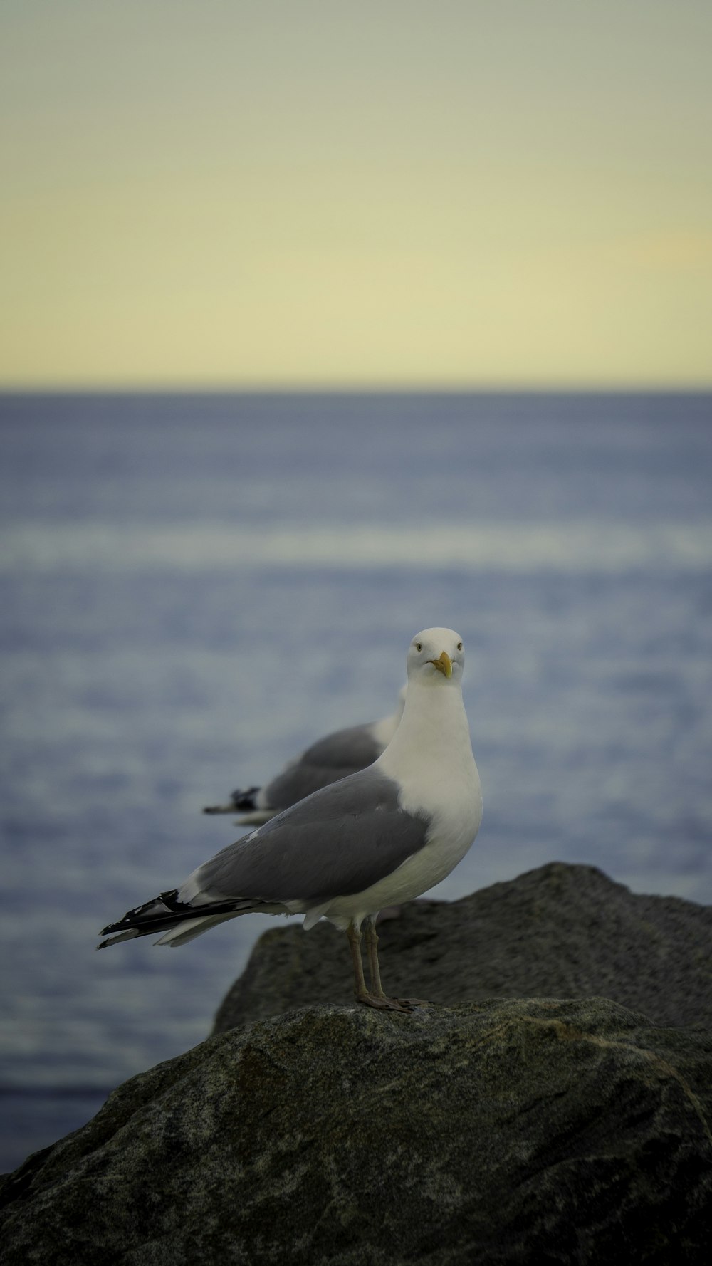 a seagull standing on a rock near the ocean