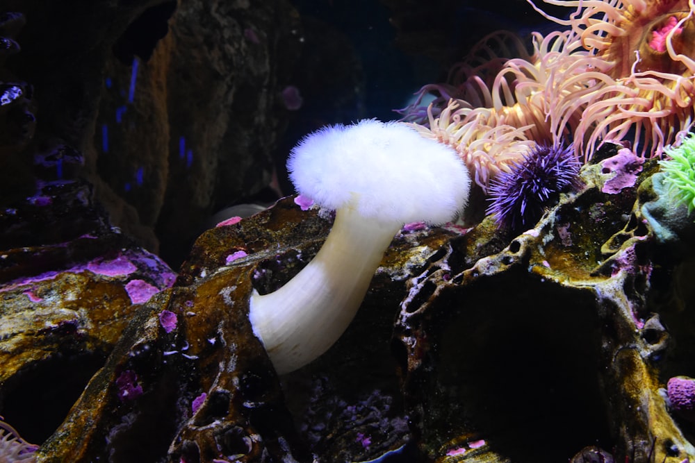 a sea anemone on a coral in an aquarium