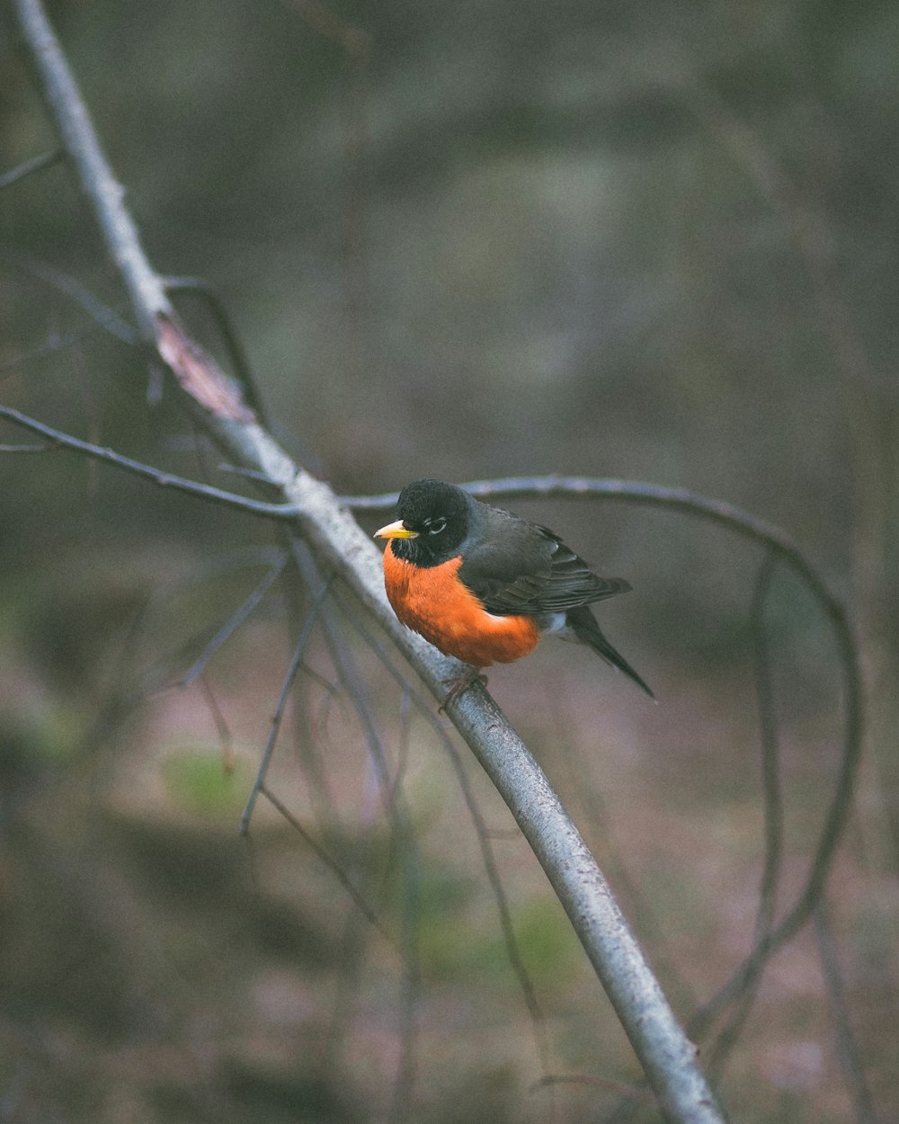 a small orange and black bird perched on a tree branch