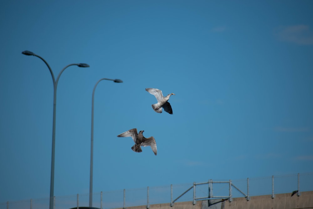 a couple of birds flying over a bridge