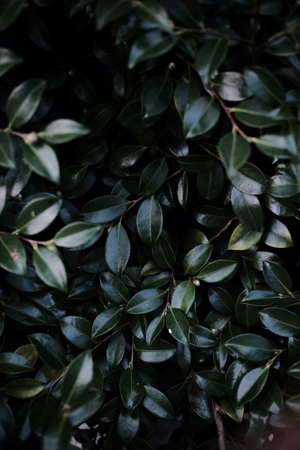 a close up of a bush with green leaves