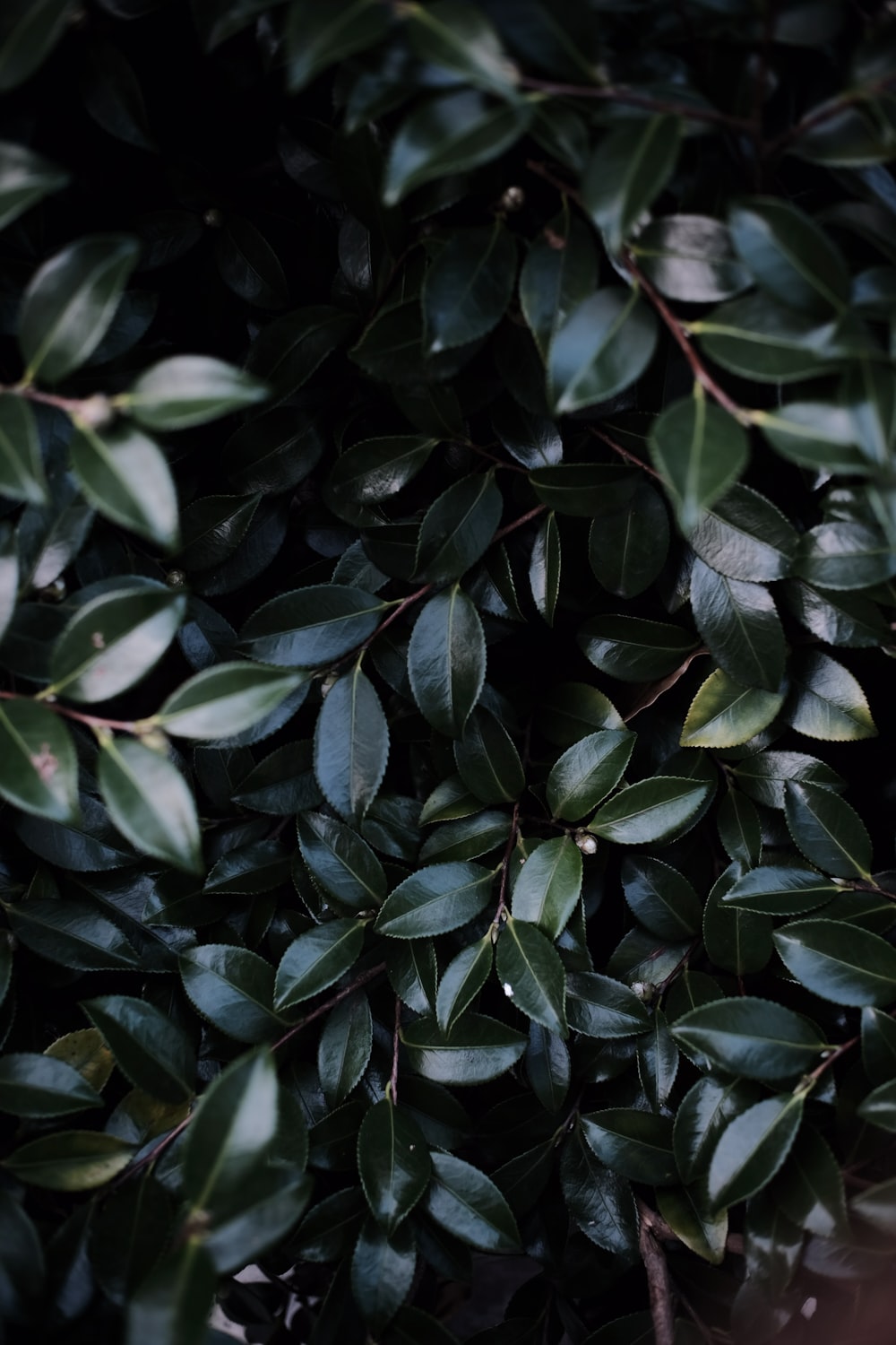 a close up of a bush with green leaves