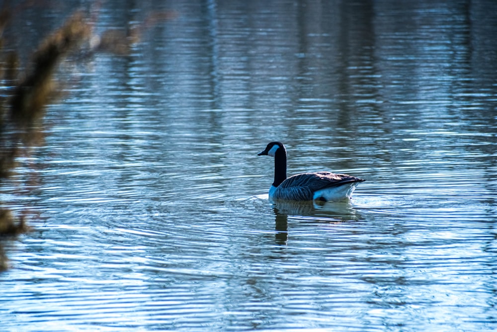 a duck floating on top of a body of water