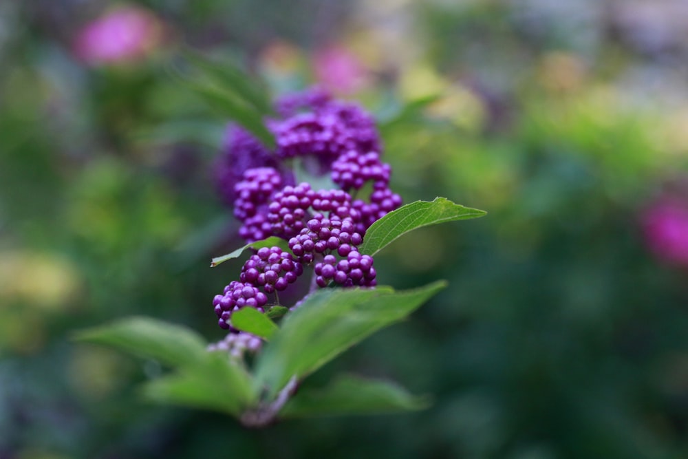 a close up of a purple flower with green leaves