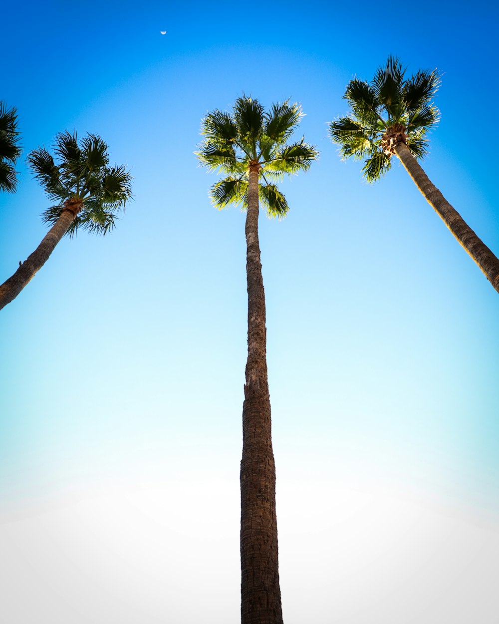 a group of palm trees against a blue sky