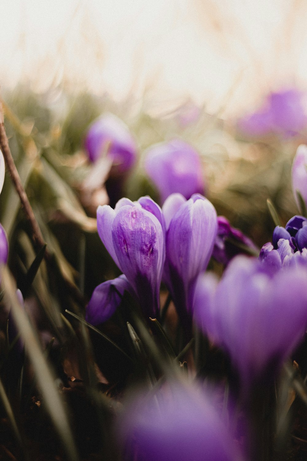 a bunch of purple flowers that are in the grass