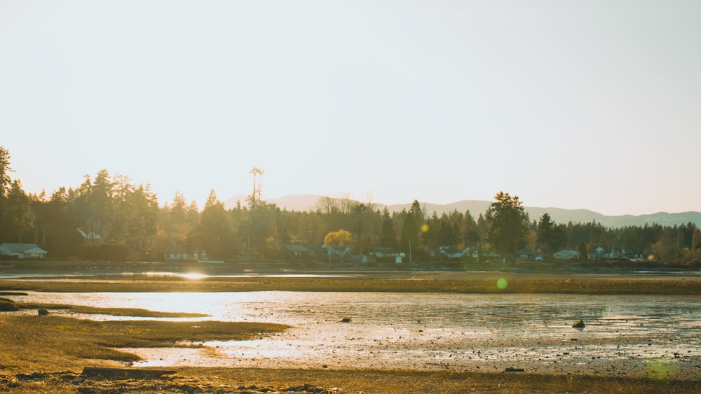 a body of water with trees in the background