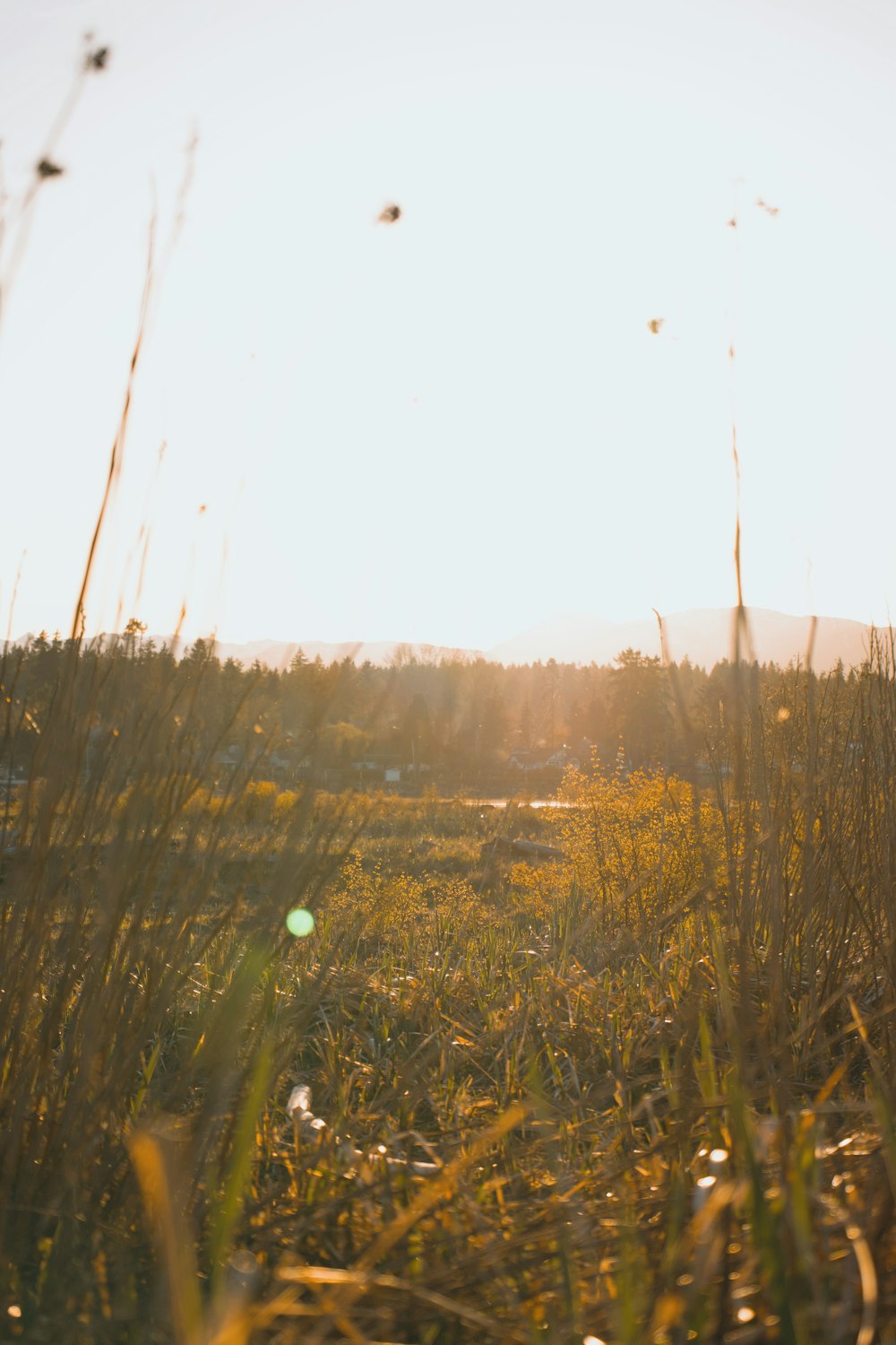 the sun is shining through the tall grass