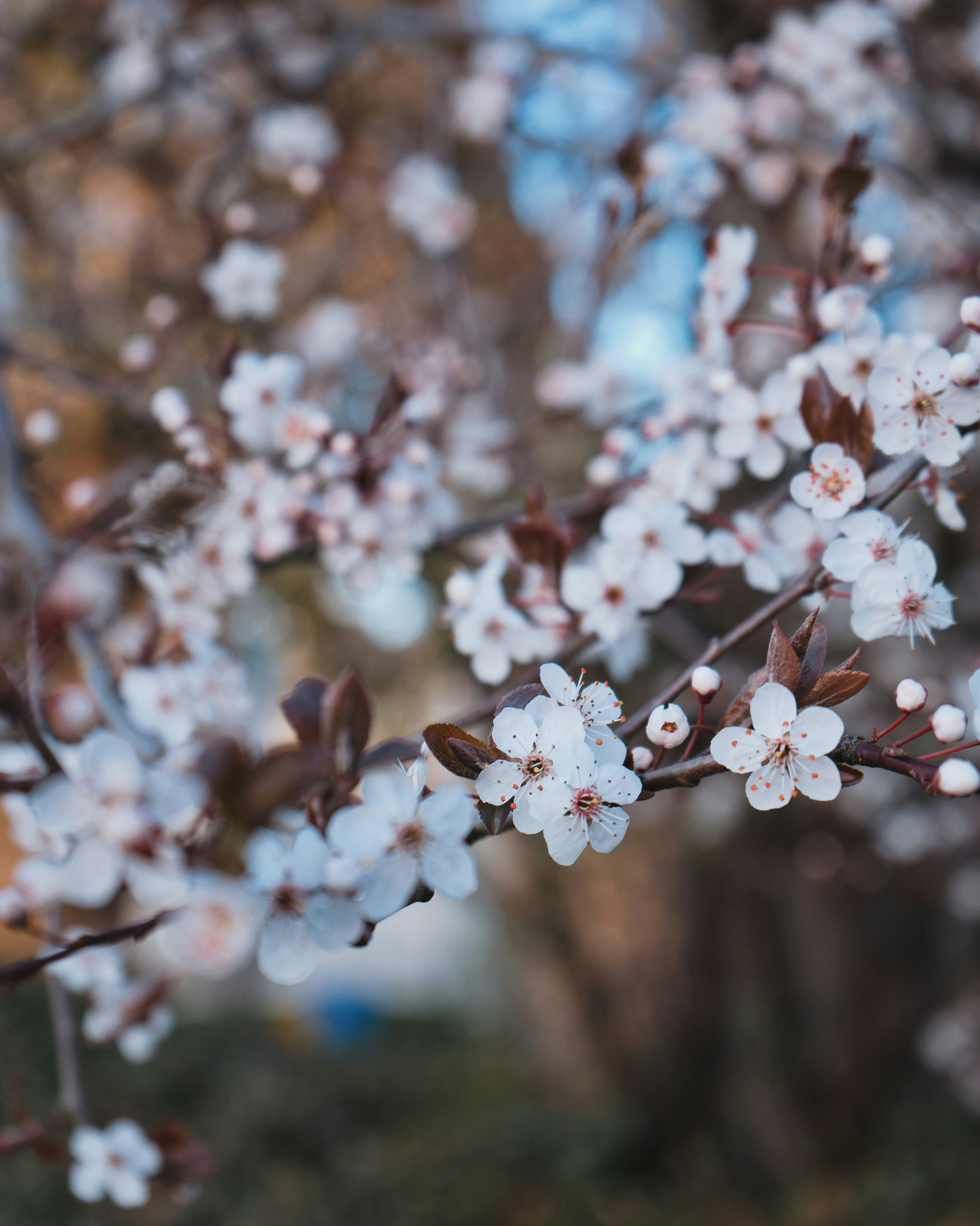 a close up of a tree with white flowers