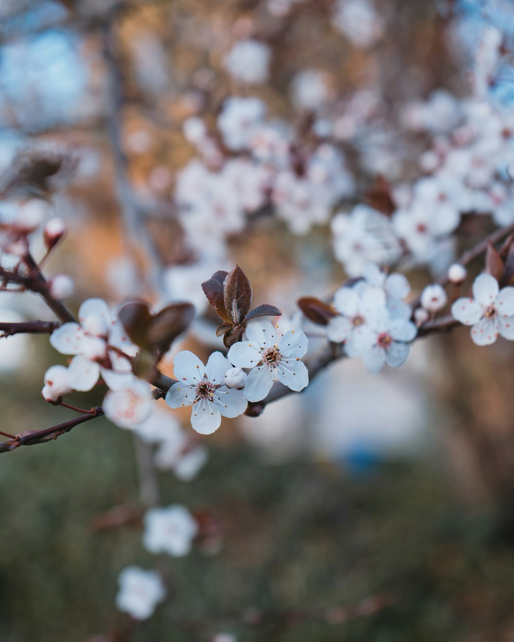 a close up of a tree with white flowers