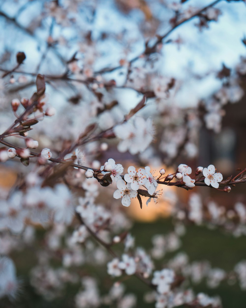 a close up of a tree with white flowers