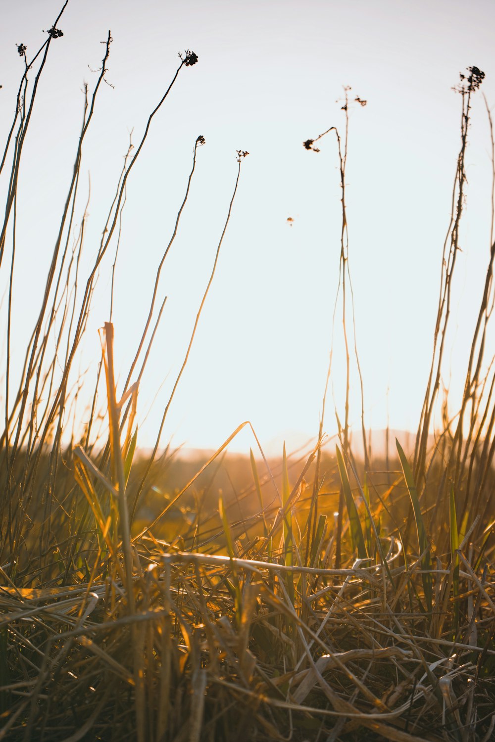 the sun is shining through the tall grass