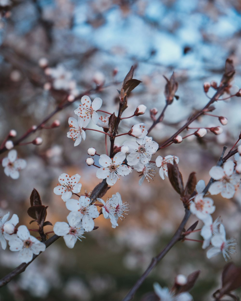 a close up of a tree with white flowers