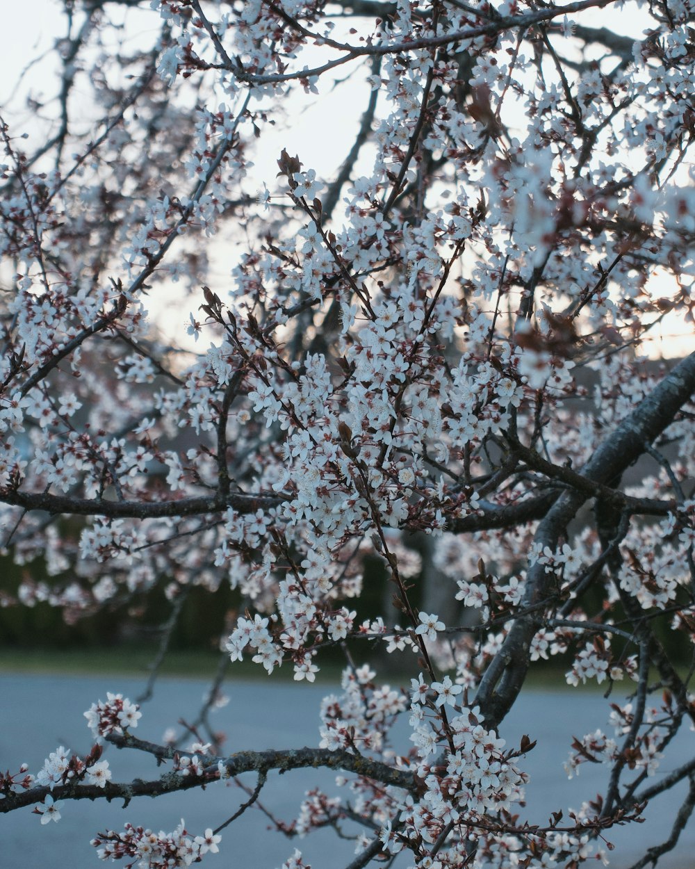 a close up of a tree with white flowers