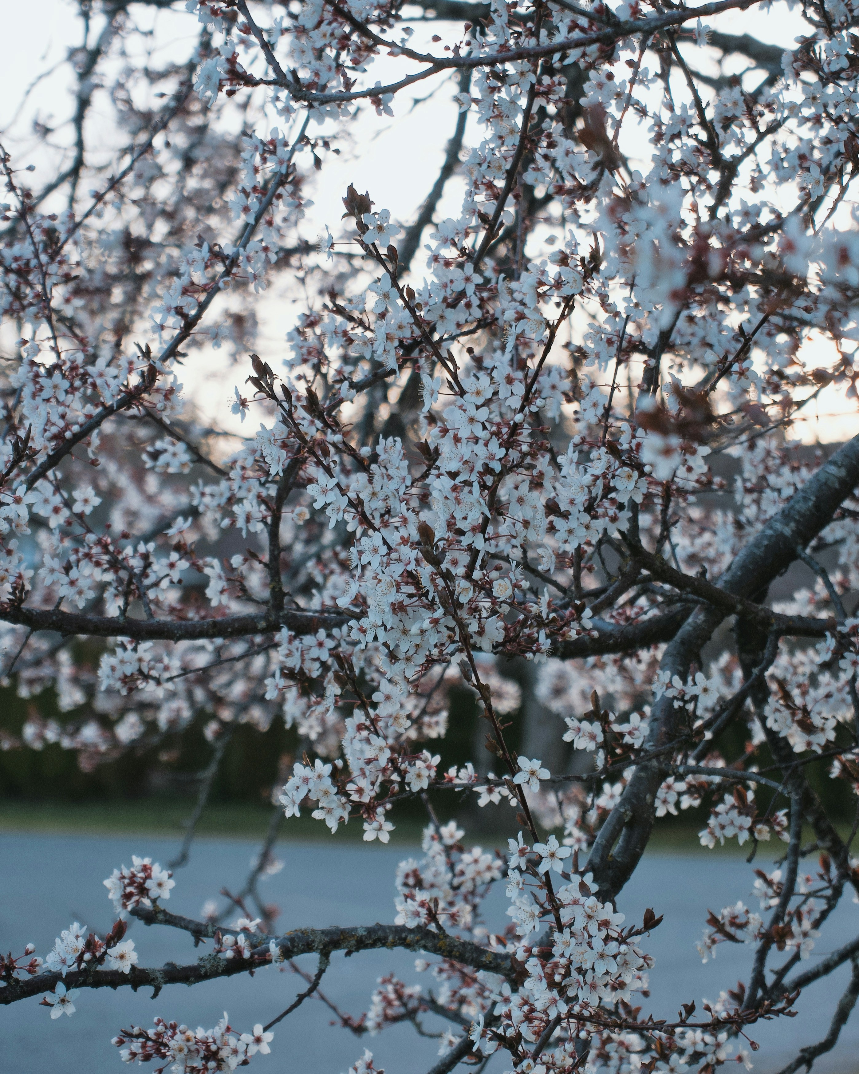 a close up of a tree with white flowers