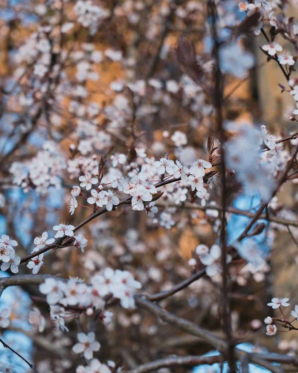 a close up of a tree with white flowers