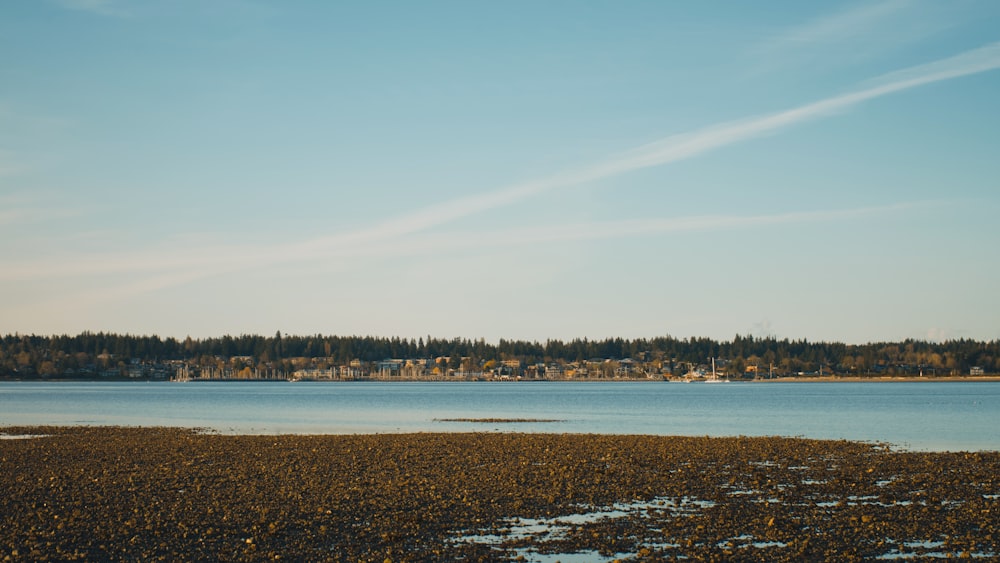 a body of water surrounded by a forest