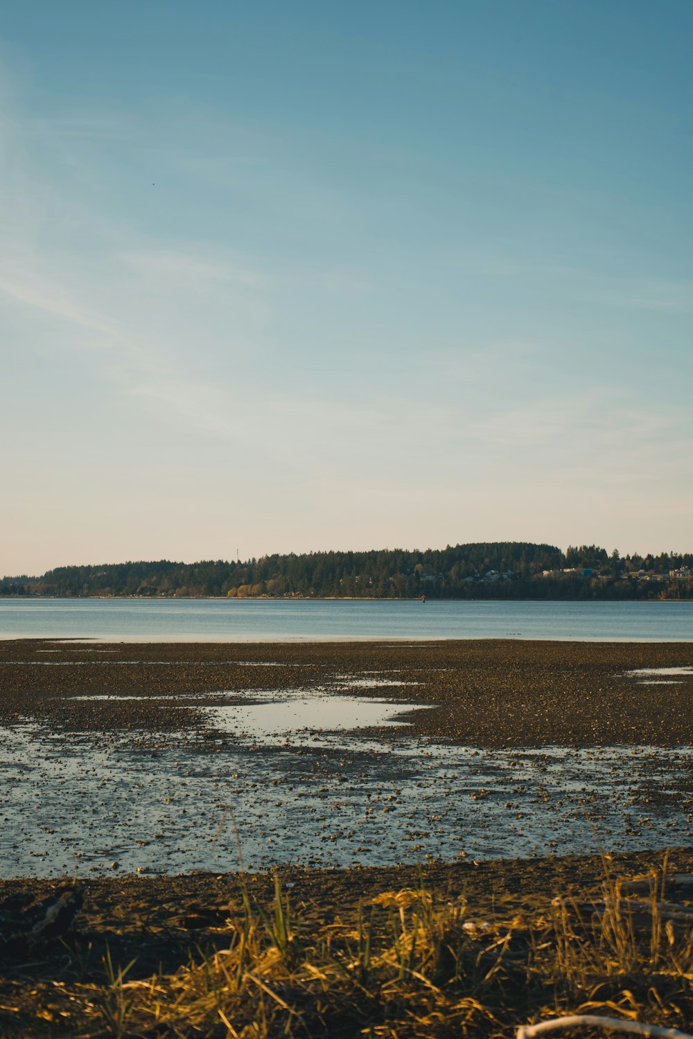 a large body of water sitting next to a forest