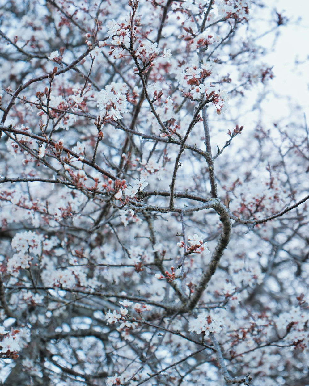 a bird is perched on a branch of a tree