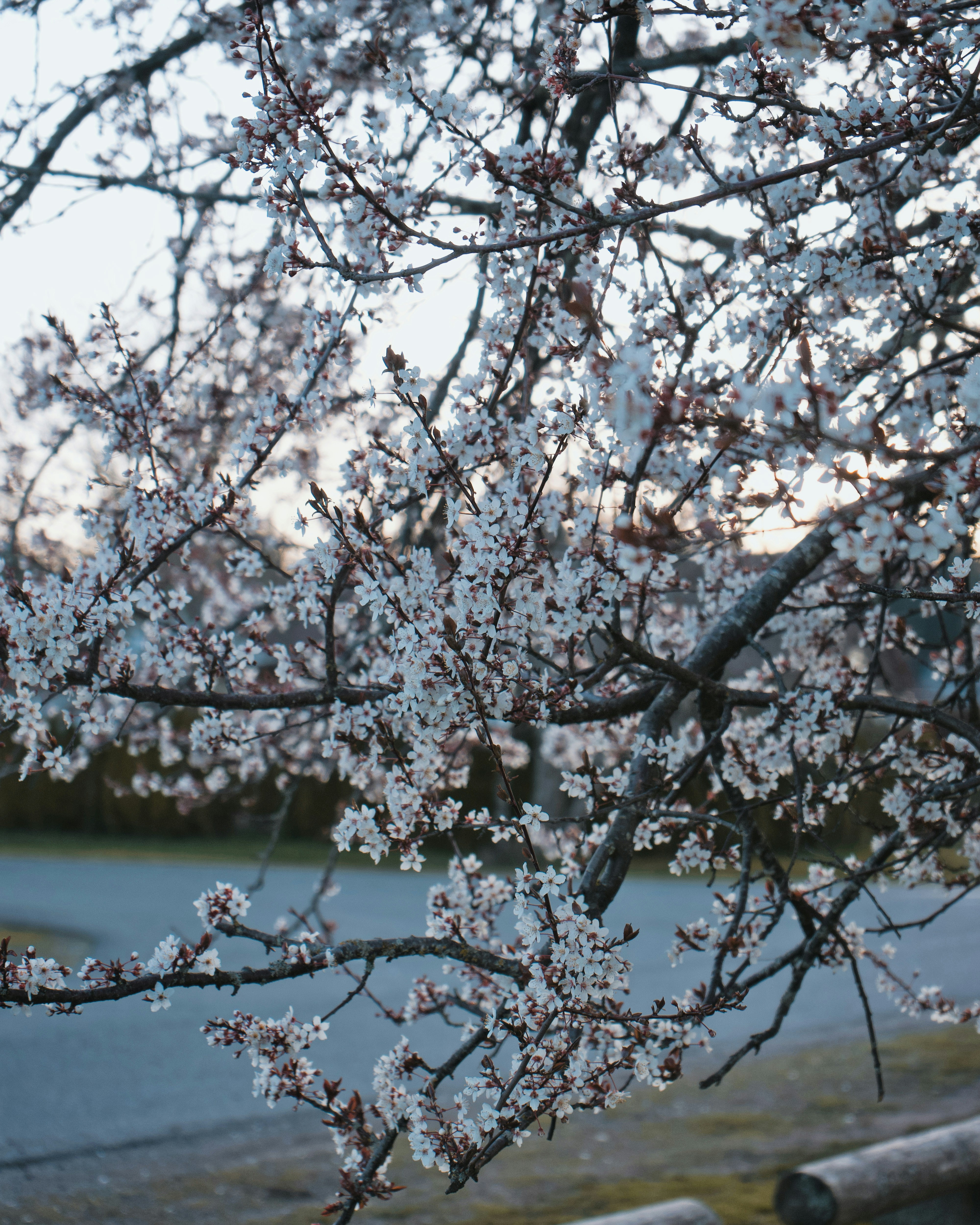 a close up of a tree with white flowers