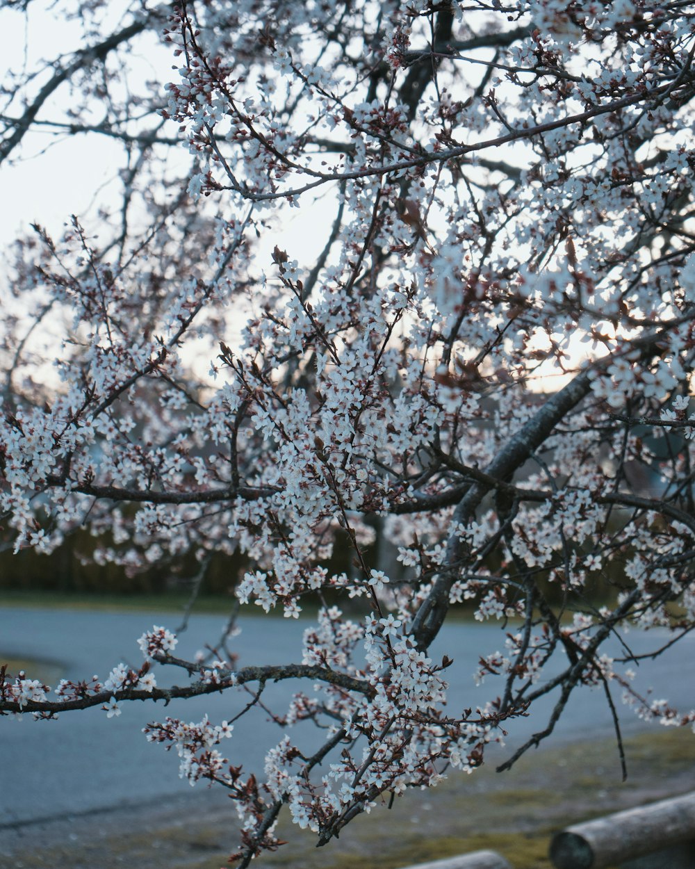 a close up of a tree with white flowers