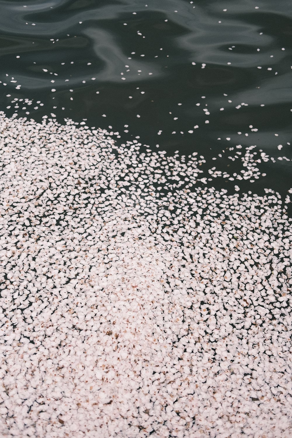 a flock of birds floating on top of a body of water