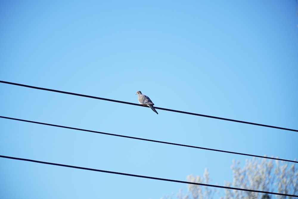 a bird sitting on a wire with a blue sky in the background