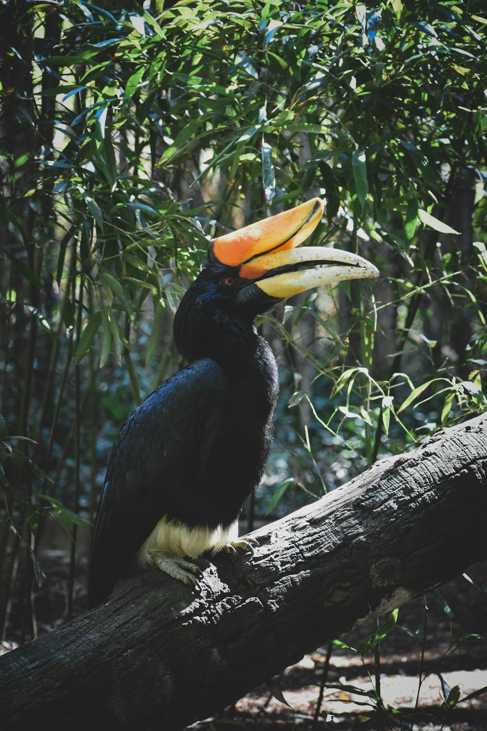 a black and yellow bird sitting on a tree branch