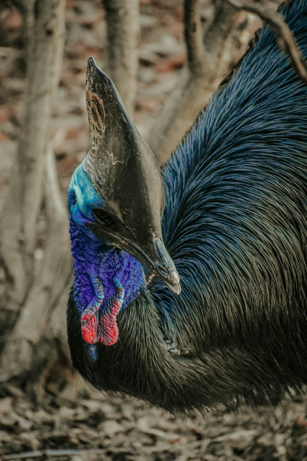 a close up of a bird near some trees