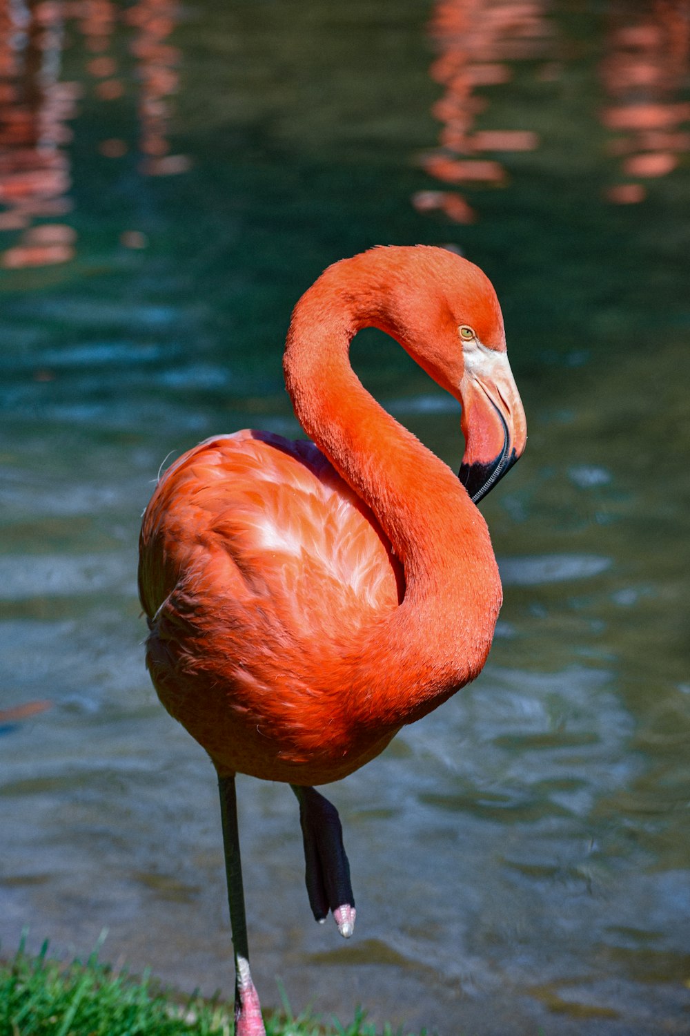 a flamingo standing in the grass near a body of water