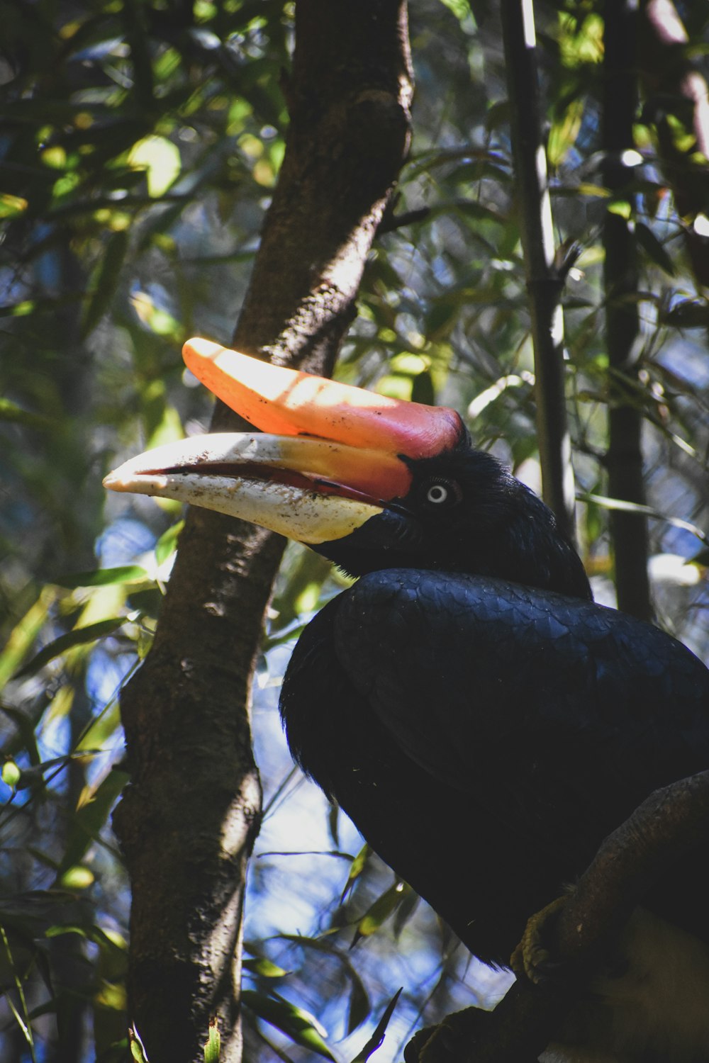 a black bird with a red and yellow beak