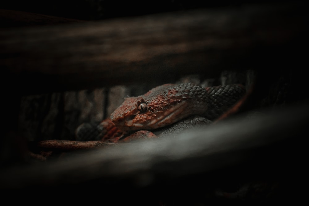 a close up of a lizard in a cage