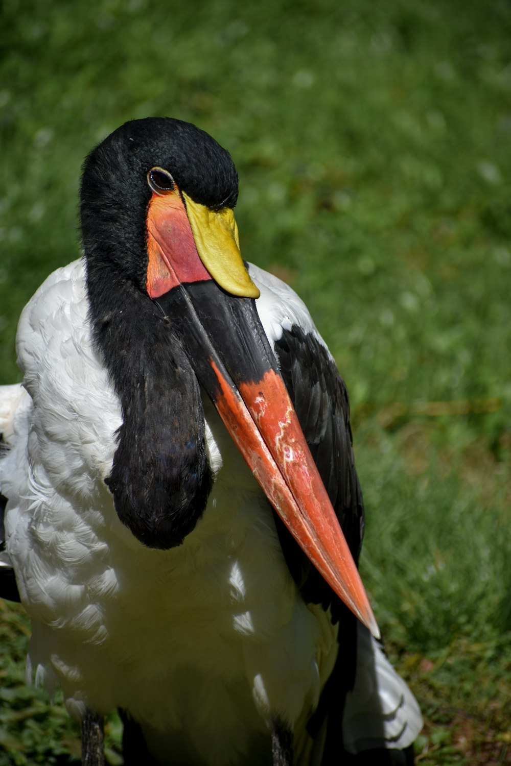 a black and white bird with a yellow beak