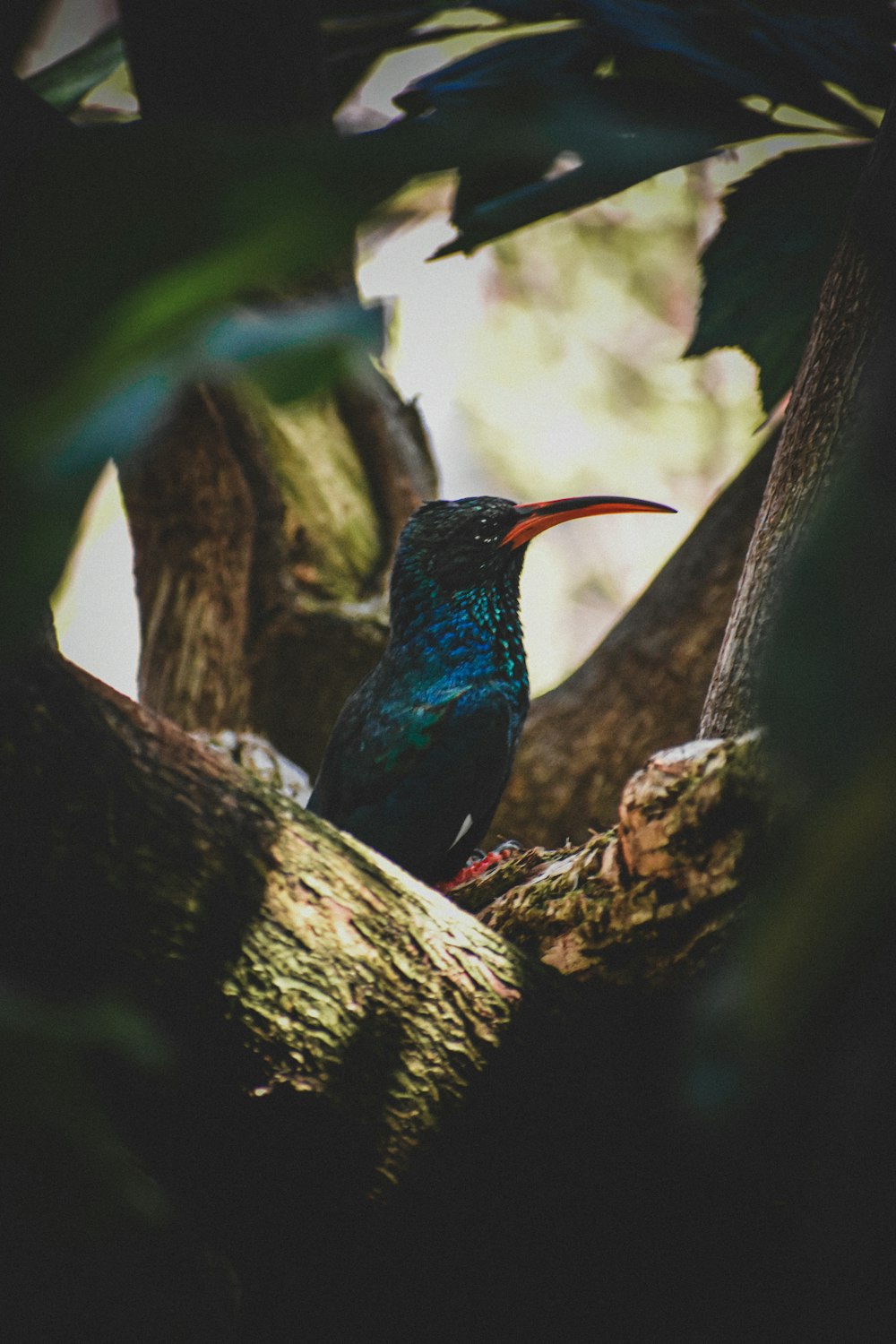 a colorful bird perched on a tree branch