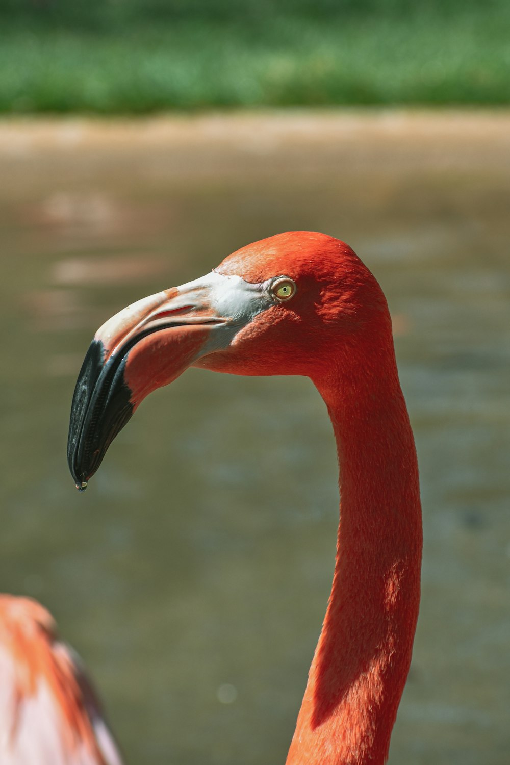 a close up of a flamingo near a body of water