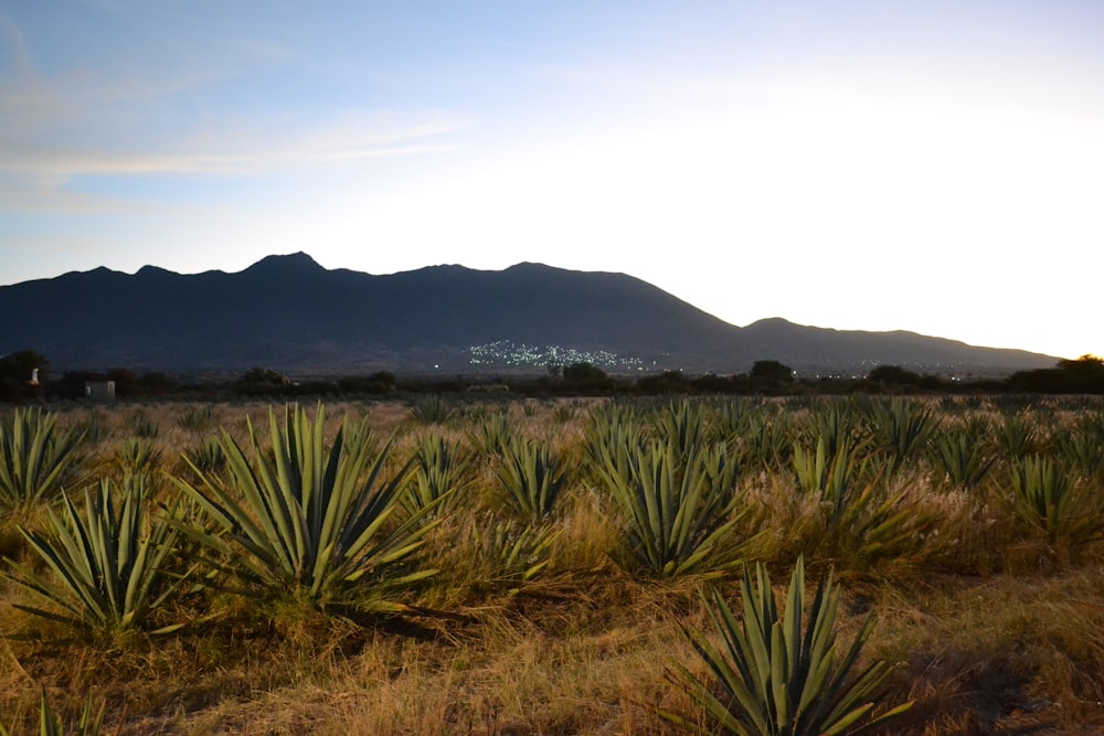 a field of green plants with mountains in the background