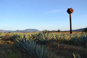 Group of happy tourists enjoying a cultural visit among agave plants with mountains behind.
