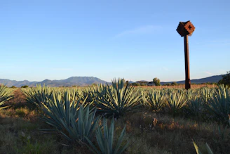 A rustic agave field at sunset with traditional stone tools used for distilling.