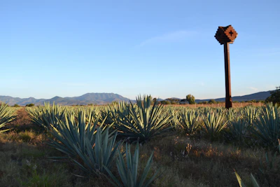 Smiling guide explaining the history of tequila to an attentive group beside agave fields.