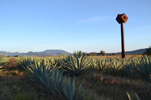 A wide shot of a traditional Mexican distillery surrounded by desert landscape