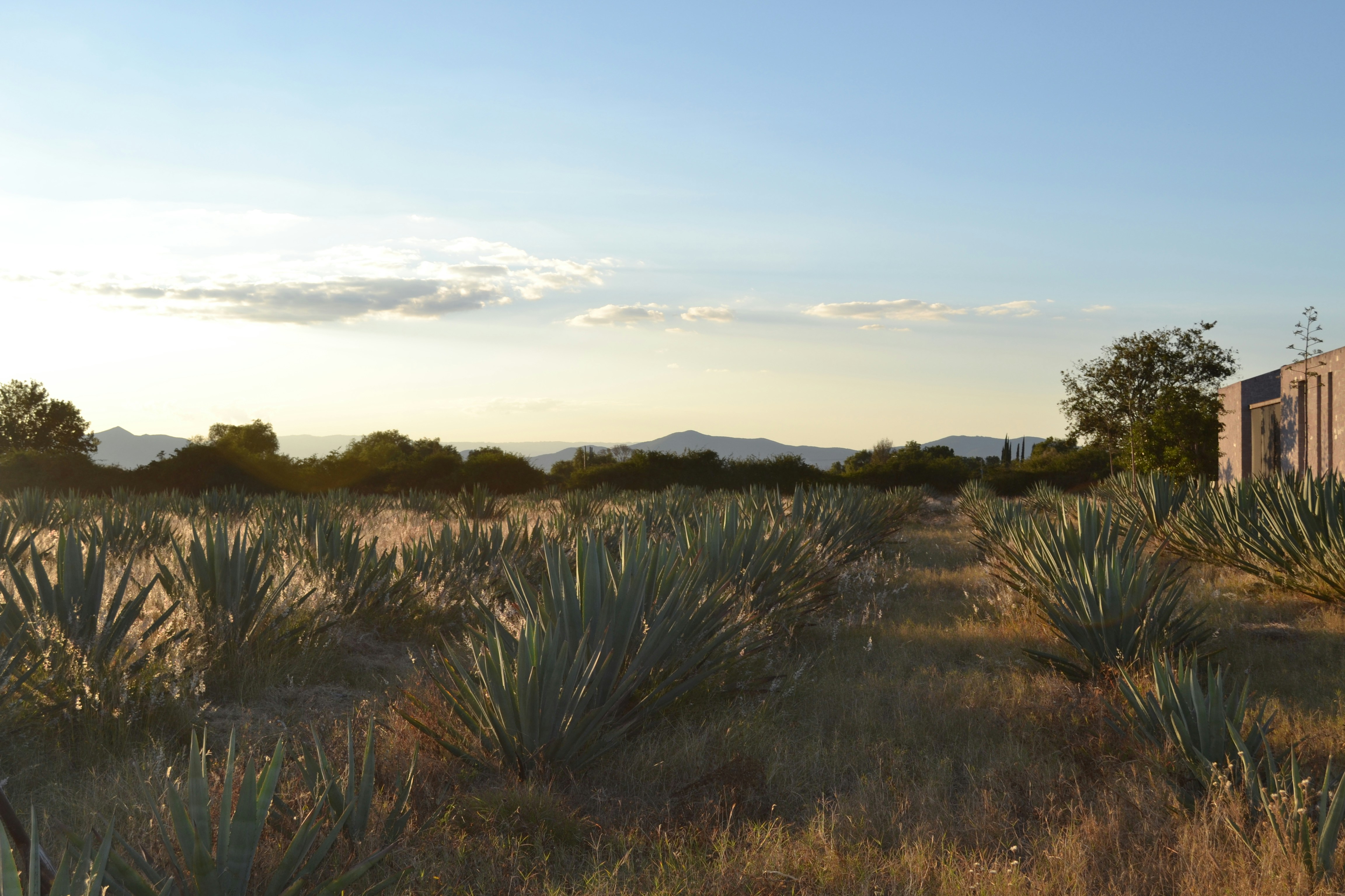 Agave maguey plant fields at golden hour in Hidalgo Mexico, vast landscape, warm earth tones, ancient terroir