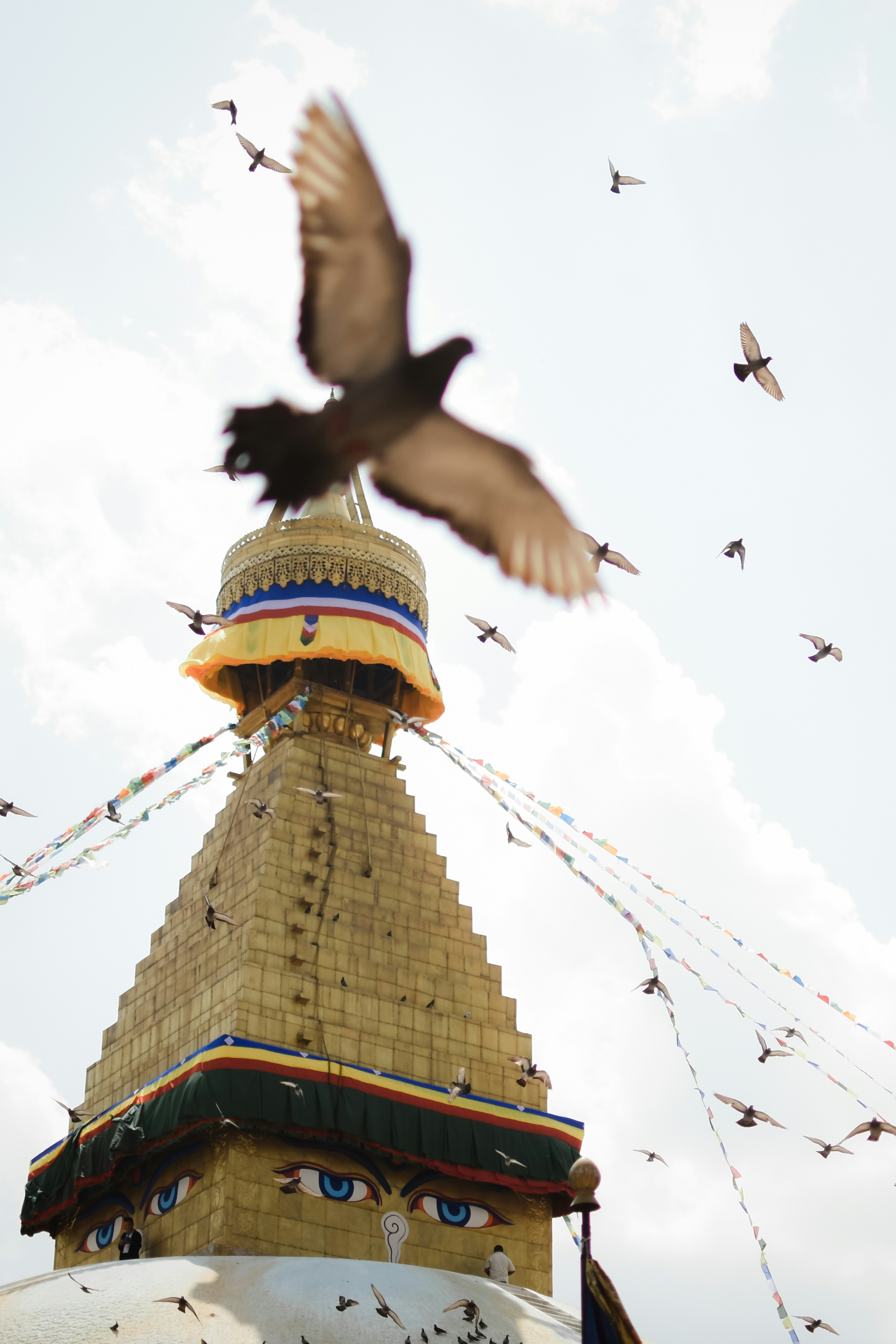 高層ビルの上を飛ぶ鳥の群れ