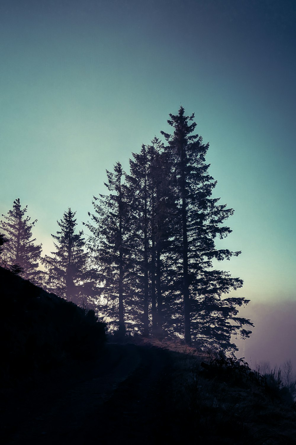 a group of trees sitting on top of a hill