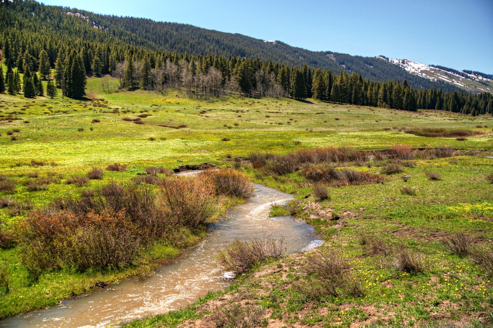 a stream running through a lush green field