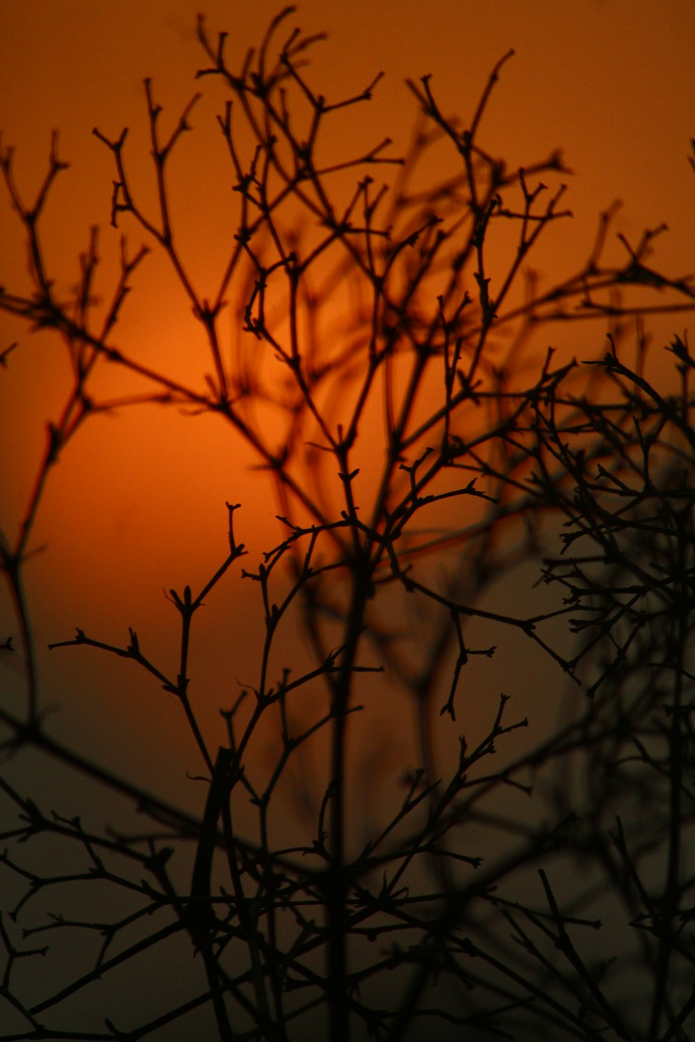the sun is setting behind the branches of a tree