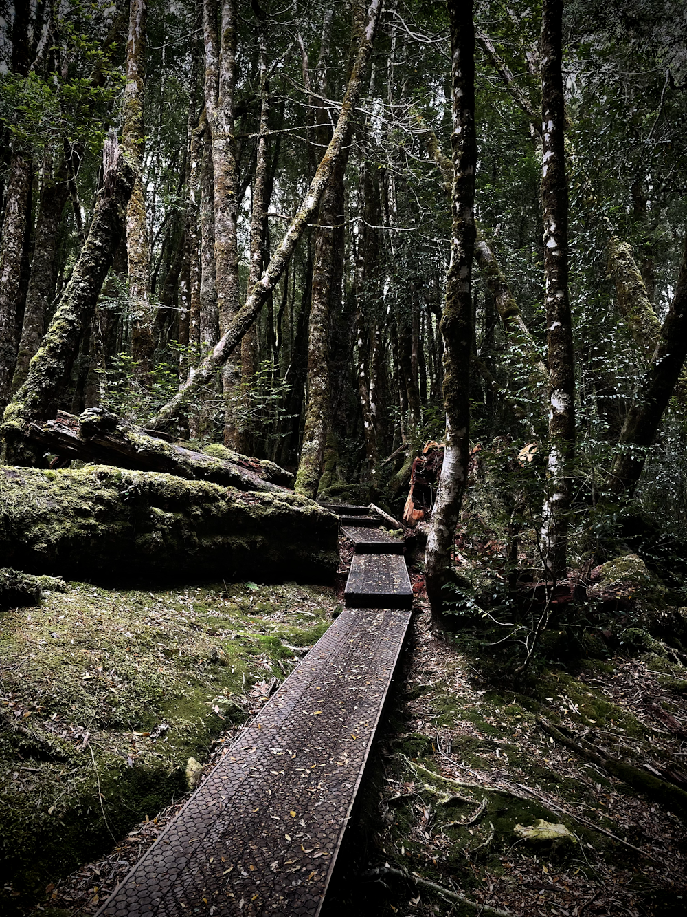 a tree in a forest