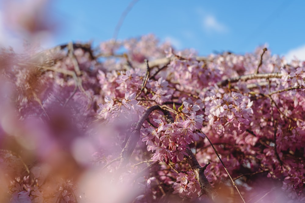 a close up of a flower